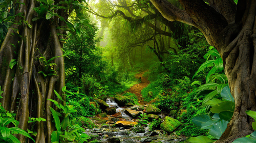 Amazon-Rain-Forest.jpg